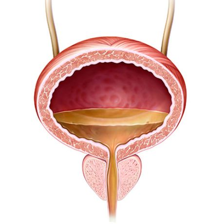 Mesane boyun yüksekliği anatomik illüstrasyon